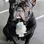animal, attention, black_fur, canine, cute, dog, domestic, ears, eyes, face, floor, french_bulldog, indoor, nose, paws, pet, portrait, sitting, tile, white_patch