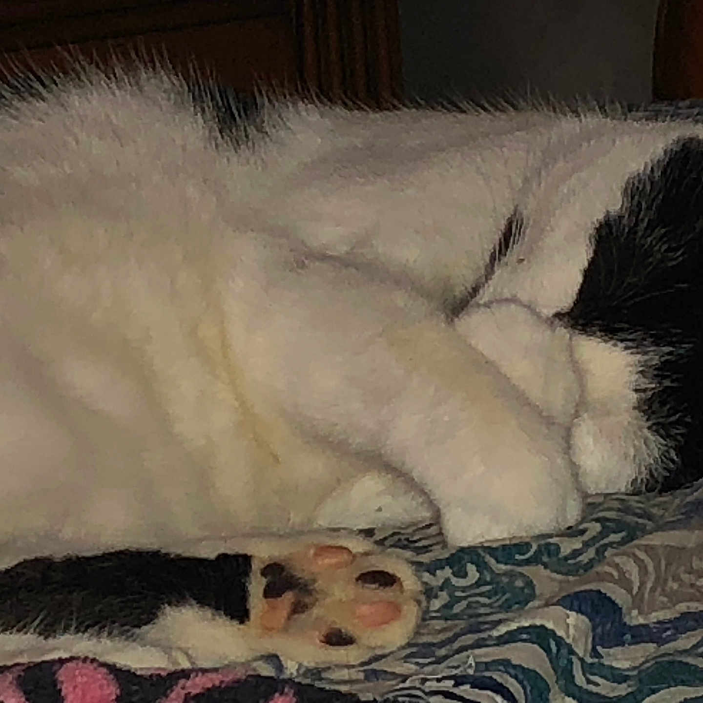 Fatz is registered to the contest to win money with this photo: abyssinian, animal, bed, bedroom, blanket, canine, cat, couch, dog, electronics, furniture, hardware, indoors, kitten, manx, person, pet, quilt, room, sleeping