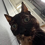 Lil Bean joined the competition — help win amazing prizes! abyssinian, angora, animal, blackcat, brasssection, cat, horn, kitten, manx, musicalinstrument, pet, siamese