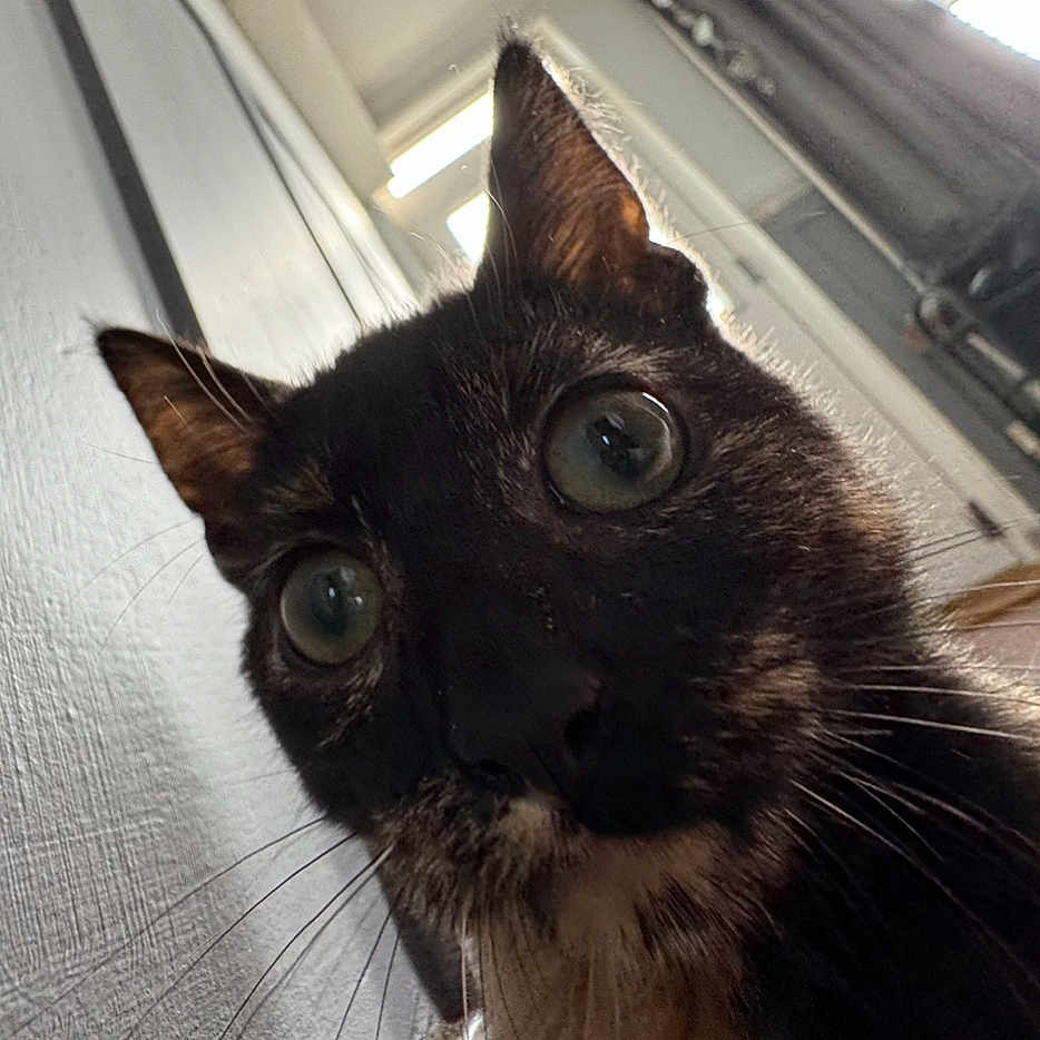 Lil Bean joined the competition — help win amazing prizes! abyssinian, angora, animal, blackcat, brasssection, cat, horn, kitten, manx, musicalinstrument, pet, siamese