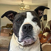 Ava Grace joined the competition — help win amazing prizes! brown_and_white, cardboard_box, ceiling_fan, close_up, collar, couch, curious, dog, domestic_animal, ears, furniture, id_tag, indoor, living_room, nose, pet, pit_bull, portrait, sitting, whiskers