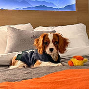 Cedar is registered to the contest to win money with this photo: dog, puppy, cavalier_king_charles_spaniel, pet, portrait, face, ears, brown_and_white, sweater, clothing, bed, bedroom, pillows, blanket, plush_toy, indoor, cozy, cute, lying_down, photography