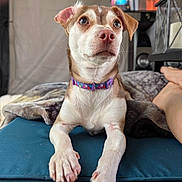 Toby is registered to the contest to win money with this photo: dog, pet, puppy, collar, purple_collar, paw, nose, eyes, whiskers, blanket, ottoman, indoor, portrait, attentive, looking_up, furniture, tv, lantern, human_leg, soft_light
