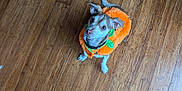 Toby is registered to the contest to win money with this photo: dog, small_dog, pumpkin_costume, orange, hardwood_floor, looking_up, pet, indoor, collar, ears, eyes, sitting, cute, costume, flooring, human_feet, shoe, brown_wood, playful, portrait