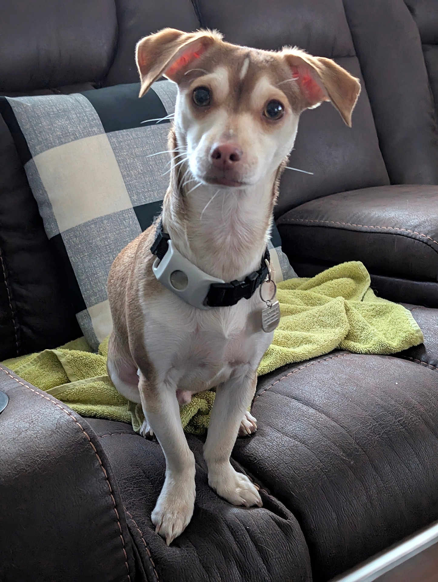 Toby is registered to the contest to win money with this photo: dog, pet, small_dog, leather_couch, green_towel, checkered_pillow, indoor, sitting, collar, tag, ears, eyes, fur, front_legs, snout, nose, home, domestic_animal, cute, attentive