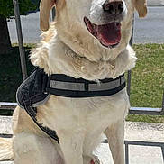 Kilou participe au concours pour gagner de l'argent avec cette photo : dog, harness, sitting, outdoor, balcony, sunlight, smiling, happy, pet, canine, fur, daytime, greenery, road, shadow, leash, closeup, animal, nature, portrait