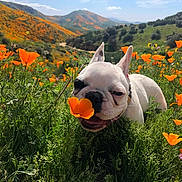 Porkchop is registered to the contest to win money with this photo: dog, french_bulldog, poppy, orange_poppy, flower, meadow, field, grass, hills, landscape, nature, spring, wildflowers, pet, closeup, outdoors, sunlight, sky, bloom, smiling