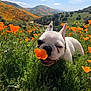 dog, french_bulldog, poppy, orange_poppy, flower, meadow, field, grass, hills, landscape, nature, spring, wildflowers, pet, closeup, outdoors, sunlight, sky, bloom, smiling