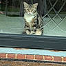 cat, tabby_cat, pet, animal, feline, sitting, looking_at_camera, green_eyes, whiskers, striped_fur, long_hair, white_chest, window, glass, reflection, window_grille, house, brick, doormat, outdoor