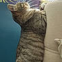 animal, beige, blue_wall, cat, couch, cozy, curtain, cute, feline, furniture, gripping, indoor, leaf_pattern, pattern, paws, pet, resting, side_view, striped, tabby