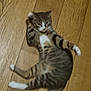 animal, cat, cute, domestic_animal, ears, feline, fur, indoor, laying_down, pet, relaxed, resting, sleepy, stretching, striped, tabby_cat, tail, whiskers, white_paws, wooden_floor