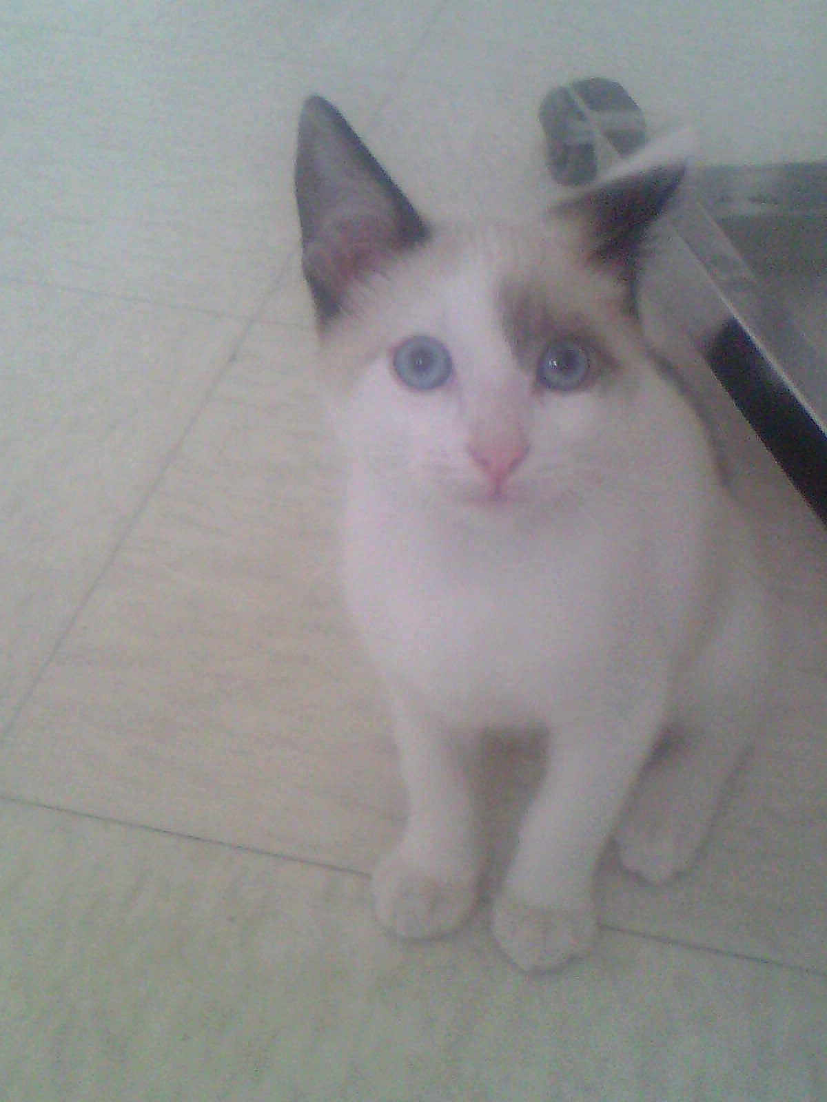 Thai participe au concours pour gagner de l'argent avec cette photo : cat, blue_eyes, white_fur, gray_fur, floor, tile, indoor, pet, animal, curious, sitting, looking_up, cute, feline, ears, whiskers, paws, domestic_animal, young_cat, closeup