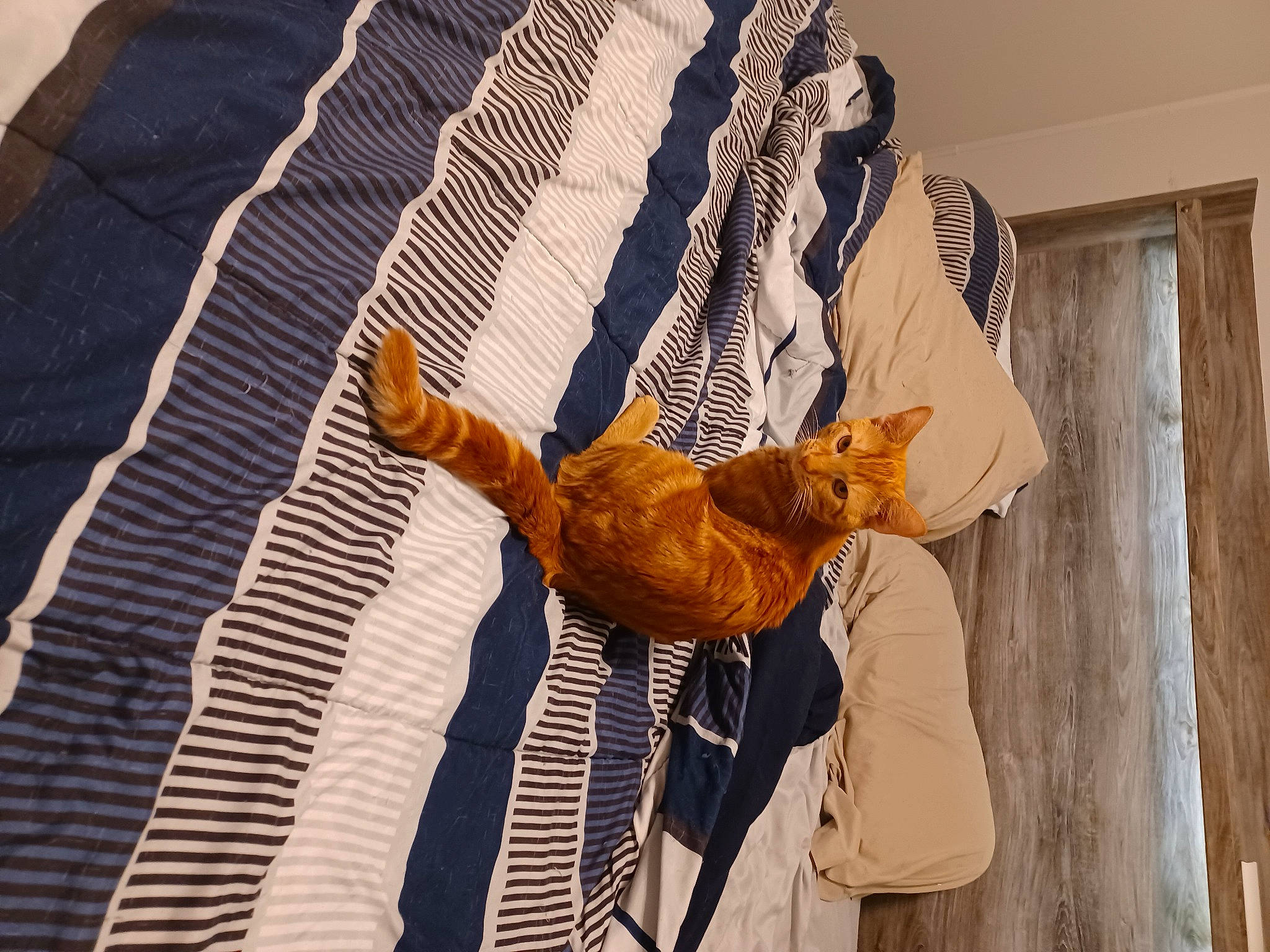 Tigger is registered to the contest to win money with this photo: canidae, carnivore, cat, comfort, curtain, domestic_short_haired_cat, door, fawn, felidae, fur, linens, orange, pattern, room, small_to_medium_sized_cats, tail, tree, whiskers, window, wood