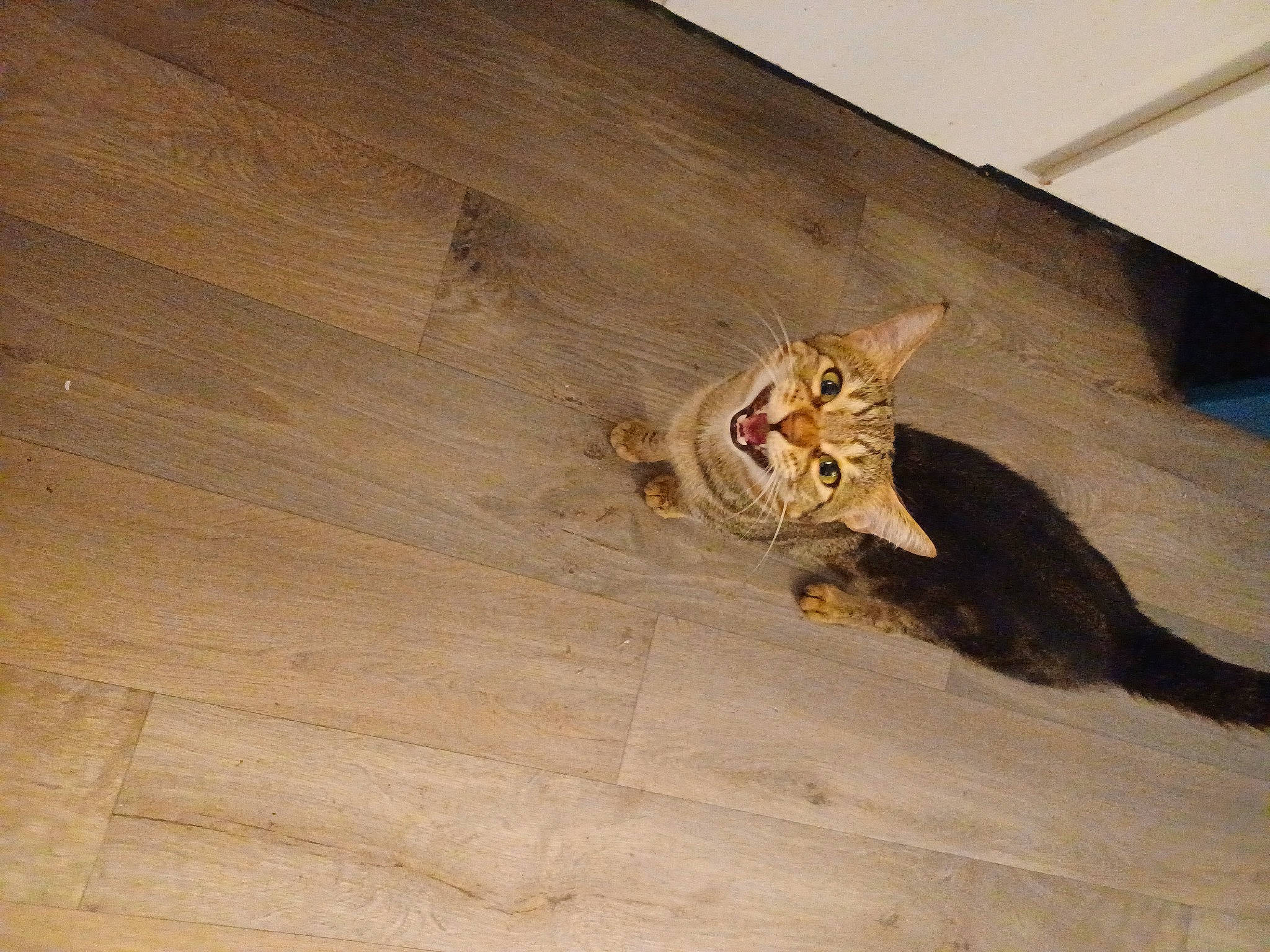 Bingo joined the competition — help win amazing prizes! beam, carnivore, ceiling, concrete, door, felidae, flooring, hardwood, lumber, pattern, plank, plywood, small_to_medium_sized_cats, tail, terrestrial_animal, varnish, wing, wood, wood_flooring, wood_stain