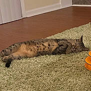 Winston is registered to the contest to win money with this photo: cat, tabby, pet, indoor, carpet, green_carpet, relaxing, stretching, floor, home, furniture, orange_toy, wood_floor, stairs, sleepy, fur, animal, cute, domestic_cat, resting