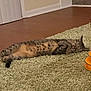 cat, tabby, pet, indoor, carpet, green_carpet, relaxing, stretching, floor, home, furniture, orange_toy, wood_floor, stairs, sleepy, fur, animal, cute, domestic_cat, resting