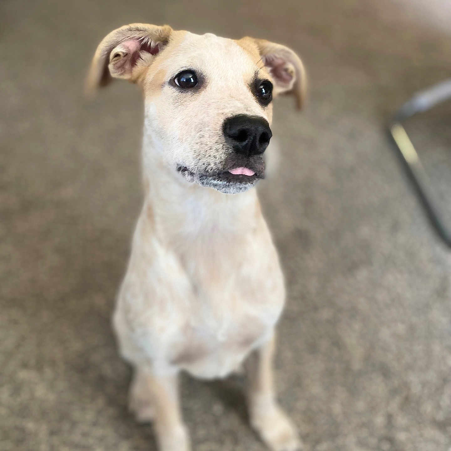 Muffin is registered to the contest to win money with this photo: accessories, animal, ball, bodypart, boxer, bulldog, canine, dog, goldenretriever, hound, husky, labradorretriever, leash, mouth, person, pet, puppy, snout, strap, whitedog