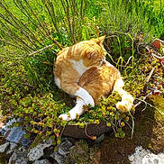 Rox a rejoint le concours — aidez-le/la à gagner de superbes lots ! botany, carnivore, cat, fawn, felidae, flower, garden, grass, grass_family, herb, moss, non_vascular_land_plant, organism, plant, rock, shrub, small_to_medium_sized_cats, sporting_group, spring, tail