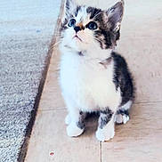 Chase is registered to the contest to win money with this photo: kitten, cat, pet, animal, feline, young, fluffy, curious, indoor, floor, tile, carpet, white, gray, black, small, cute, sitting, looking_up, whiskers