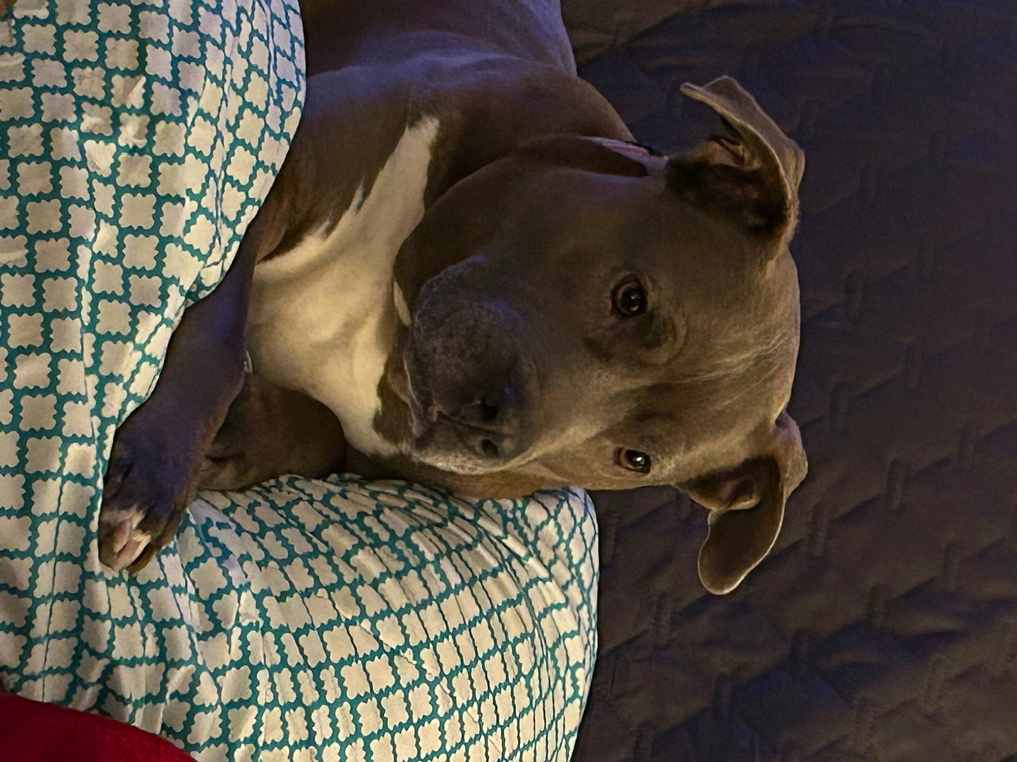 Smokey joined the competition — help win amazing prizes! art, big_cats, canidae, carnivore, dog, dog_breed, fawn, grey, marine_mammal, metal, pattern, sculpture, seal, snout, sporting_group, statue, terrestrial_animal, whiskers, wildlife, working_animal