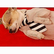 Saphir participe au concours pour gagner de l'argent avec cette photo : dog, sleeping, tie, pet, cute, resting, fur, animal, small_dog, white, brown, black_and_white, striped, lying_down, indoors, cozy, relaxed, close_up, paw, canine