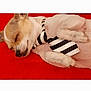 dog, sleeping, tie, pet, cute, resting, fur, animal, small_dog, white, brown, black_and_white, striped, lying_down, indoors, cozy, relaxed, close_up, paw, canine