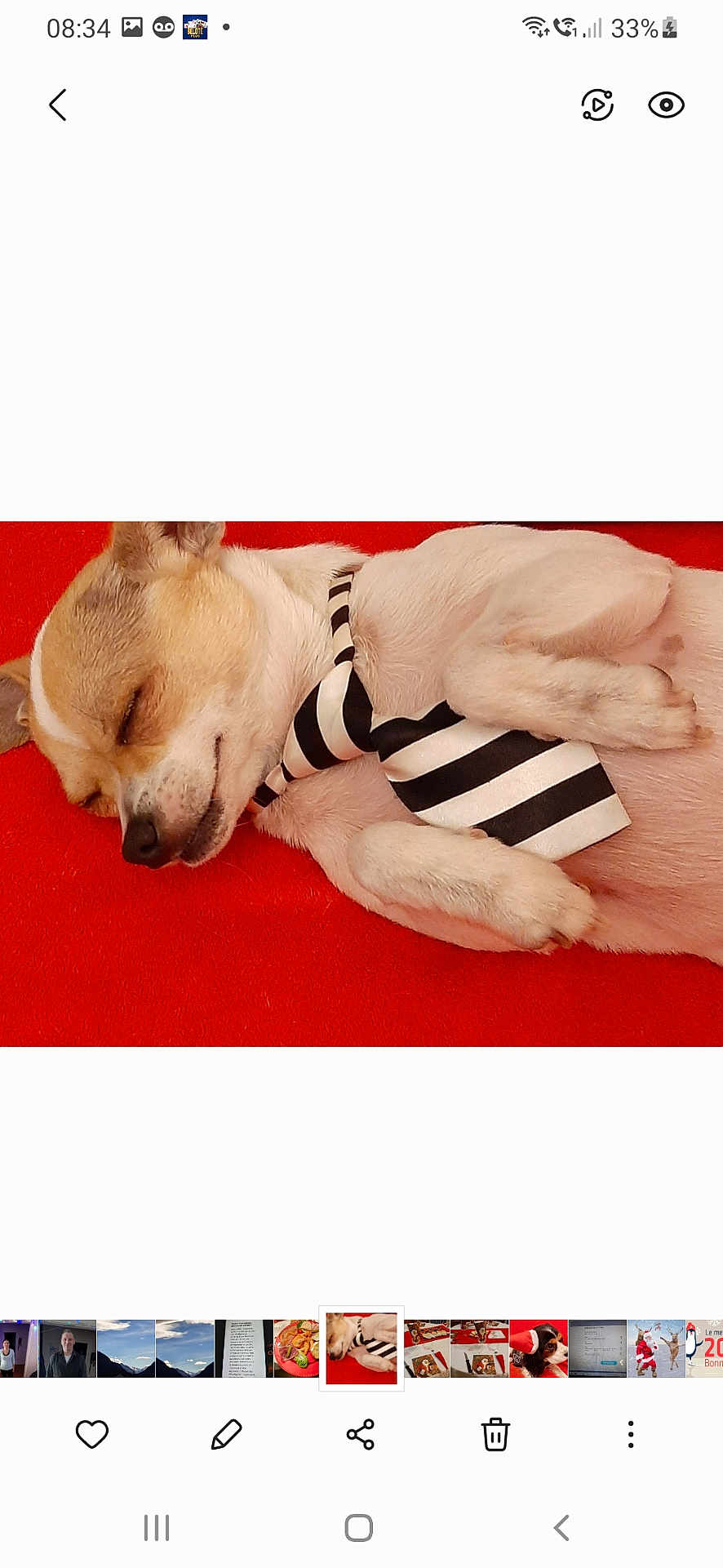 Saphir participe au concours pour gagner de l'argent avec cette photo : dog, sleeping, tie, pet, cute, resting, fur, animal, small_dog, white, brown, black_and_white, striped, lying_down, indoors, cozy, relaxed, close_up, paw, canine