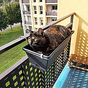 Roxy participe au concours pour gagner de l'argent avec cette photo : animal, balcony, building, cat, comfort, daylight, grass, greenery, nature, outdoor, pet, planter, railing, residential, resting, shadow, sunlight, tortoiseshell_cat, tree, window