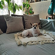 Lisette Coulon participe au concours pour gagner de l'argent avec cette photo : blanket, calm, couch, cozy, decor, dog, domestic, furniture, home, indoor, interior, living_room, pet, pillows, plants, relaxing, resting, small_dog, sunlight, window