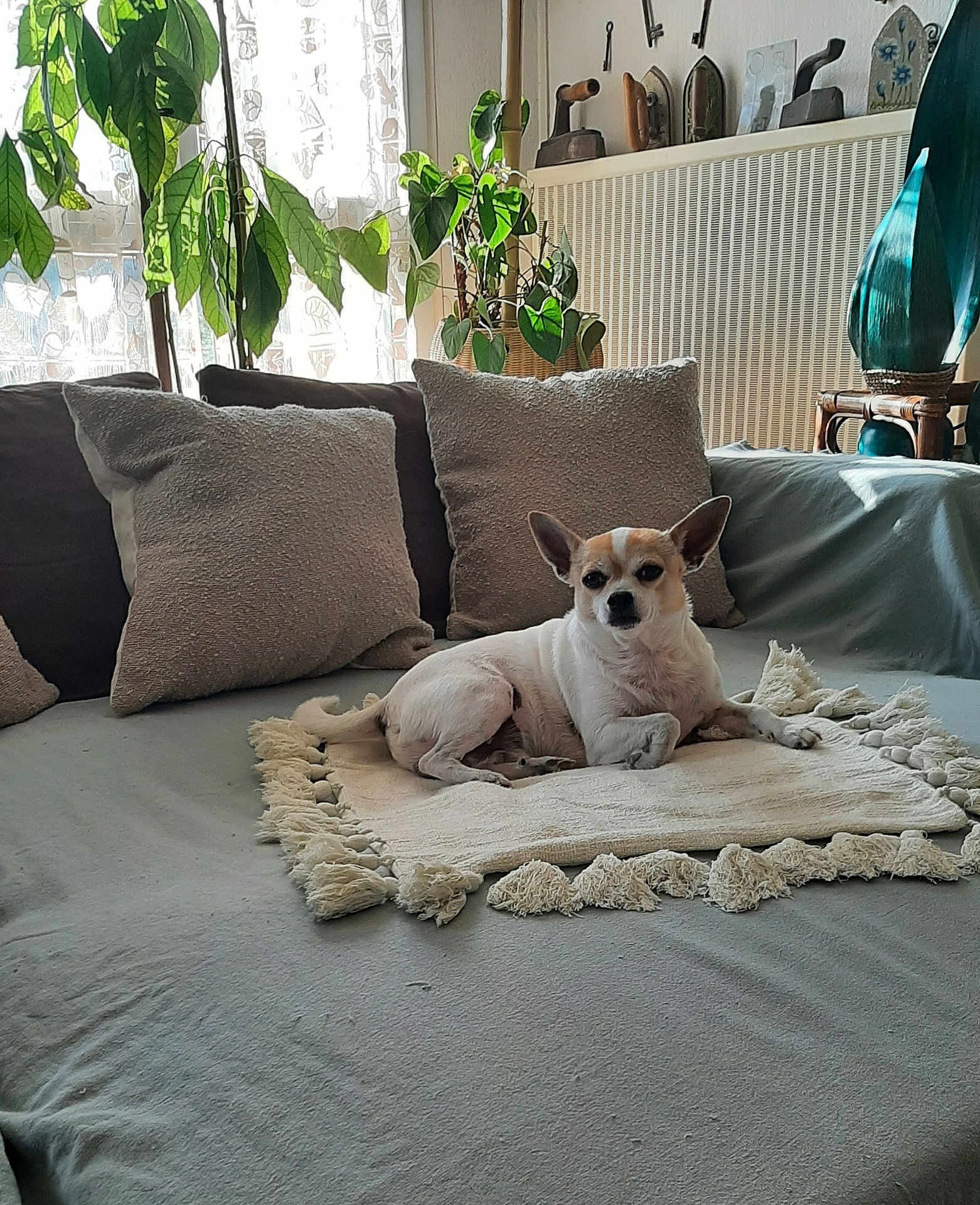 Lisette Coulon participe au concours pour gagner de l'argent avec cette photo : blanket, calm, couch, cozy, decor, dog, domestic, furniture, home, indoor, interior, living_room, pet, pillows, plants, relaxing, resting, small_dog, sunlight, window