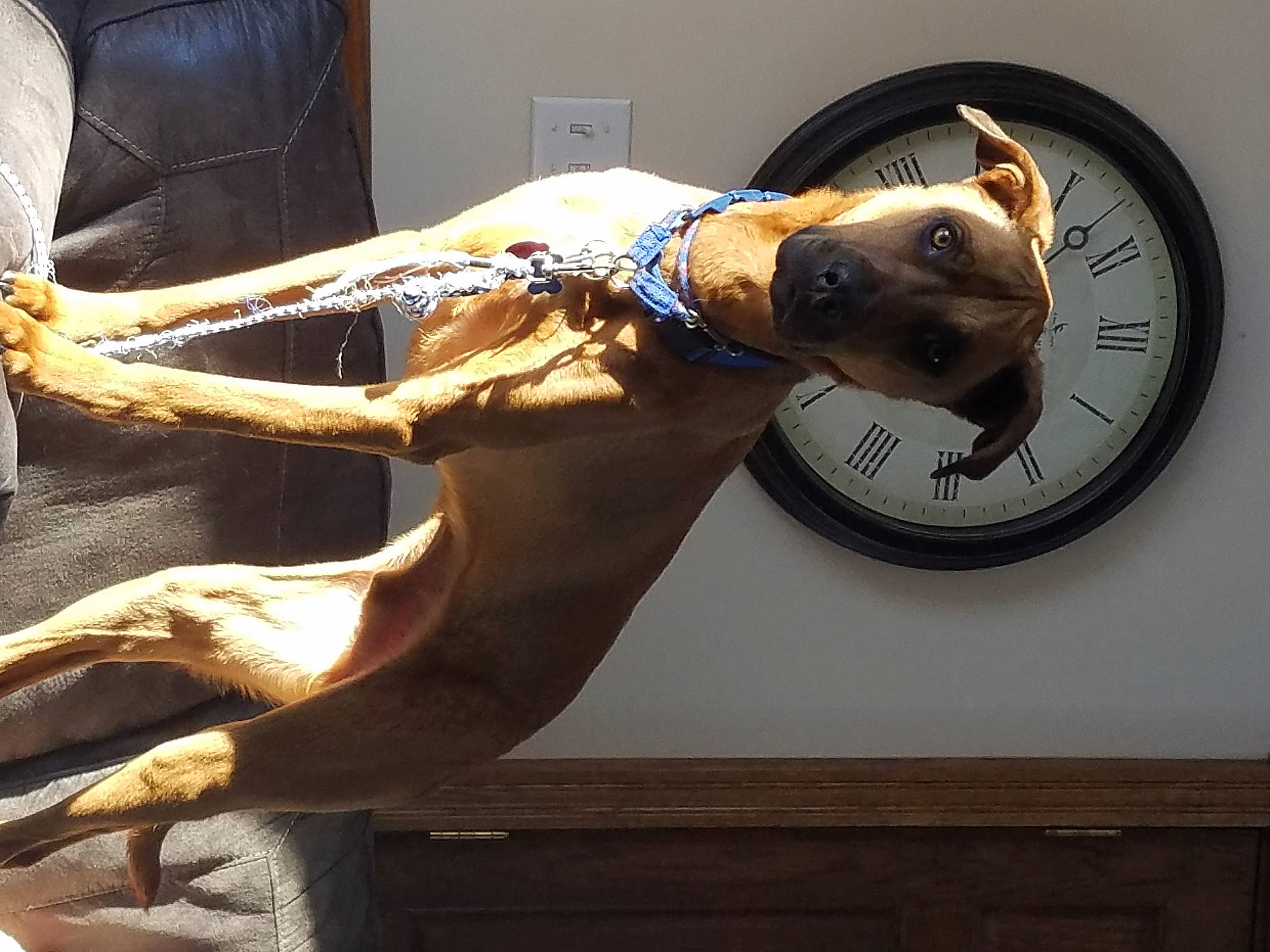 Benjamin Franklin Mckinley joined the competition — help win amazing prizes! canidae, carnivore, circle, collar, comfort, companion_dog, couch, dog, dog_breed, dog_collar, elbow, fawn, metal, pet_supply, snout, sporting_group, tail, window, wood, working_animal