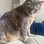 Key joined the competition — help win amazing prizes! cat, gray_cat, feline, pet, animal, indoor, bed, blanket, furniture, curious, whiskers, fur, paw, portrait, home, domestic_animal, closeup, sitting, cozy, soft_light