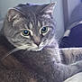 Key joined the competition — help win amazing prizes! cat, gray_cat, tabby, close_up, indoor, pet, feline, whiskers, fur, eyes, relaxed, resting, laying, domestic_animal, animal, cute, mammal, portrait, soft_light, home