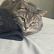Key joined the competition — help win amazing prizes! cat, tabby, gray_cat, green_eyes, feline, pet, indoor, resting, lying_down, close_up, whiskers, fur, bed, sheet, textile, fabric, black_fabric, quiet, calm, domestic_animal