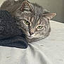 cat, tabby, gray_cat, green_eyes, feline, pet, indoor, resting, lying_down, close_up, whiskers, fur, bed, sheet, textile, fabric, black_fabric, quiet, calm, domestic_animal