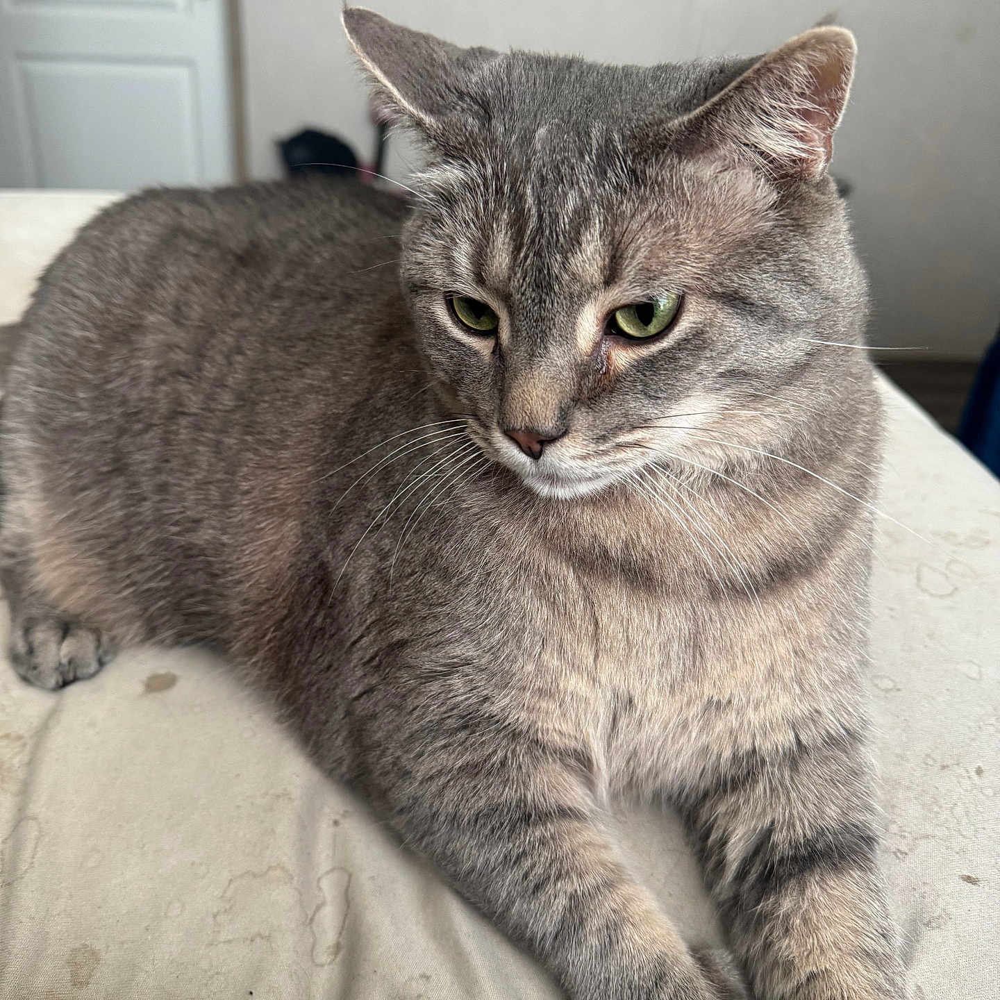 Key joined the competition — help win amazing prizes! animal, calm, cat, closeup, cute, domestic_cat, ears, feline, fur, gray_cat, green_eyes, indoor, lying_down, mammal, pet, portrait, resting, soft_light, tabby, whiskers