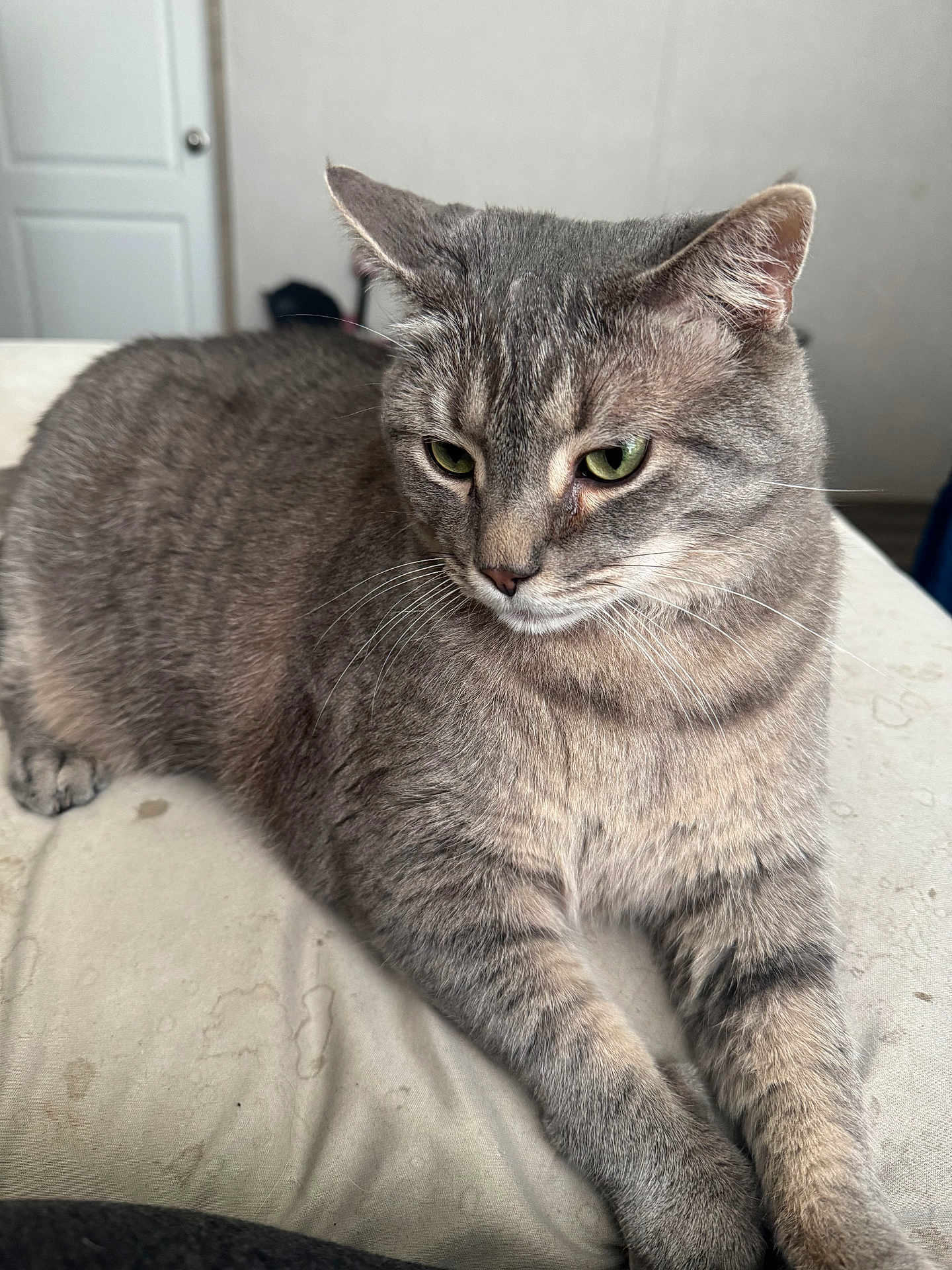 Key joined the competition — help win amazing prizes! cat, gray_cat, tabby, pet, animal, feline, indoor, resting, green_eyes, whiskers, ears, fur, cute, domestic_cat, mammal, lying_down, closeup, portrait, soft_light, calm