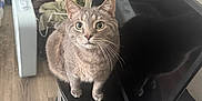 Key joined the competition — help win amazing prizes! cat, grey_tabby, pet, indoor, curious, wide_eyes, tv_stand, black_furniture, wood_floor, household_items, fan, plastic_bag, paper, clutter, feline, domestic_animal, looking_up, whiskers, ears, reflection
