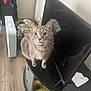 cat, grey_tabby, pet, indoor, curious, wide_eyes, tv_stand, black_furniture, wood_floor, household_items, fan, plastic_bag, paper, clutter, feline, domestic_animal, looking_up, whiskers, ears, reflection