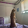 Momo is registered to the contest to win money with this photo: cat, orange_tabby, bed, blanket, window, blinds, indoor, furniture, fan, wall, decoration, painting, windowsill, curiosity, pet, animal, home, purple, light, alert