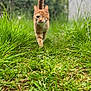 Momo is registered to the contest to win money with this photo: cat, orange_tabby, one_eyed_cat, grass, outdoor, nature, greenery, path, feline, pet, animal, walking, tail_up, blurred_background, daylight, close_up, focus, cute, one_eye, fur