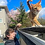 cat, one_eyed_cat, orange_cat, person, young_man, hoodie, smiling, outdoor, daylight, blue_sky, clouds, tree, flowering_tree, building, roof, railing, sunlight, shadow, fence, nature