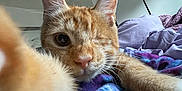 Momo is registered to the contest to win money with this photo: cat, orange_tabby, one_eyed_cat, close_up, selfie, blanket, indoor, bedroom, tapestry, curious, playful, paw, feline, pet, resting, cozy, fur, whiskers, nose, ears