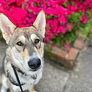 Emi joined the competition — help win amazing prizes! dog, animal, pet, outdoor, flower, pink_flower, garden, nature, canine, leash, portrait, ears, fur, eyes, snout, pavement, close_up, colorful, spring, background_blur