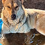 Emi joined the competition — help win amazing prizes! dog, water, blue_basin, fur, outdoor, muddy, animal, pet, portrait, sunlight, reflection, canine, nature, closeup, muzzle, ears, eyes, relaxing, sitting, daylight
