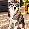 dog, husky, siberian_husky, canine, pet, animal, portrait, sitting, indoors, living_room, rug, sofa, plant, lantern, sunlight, fluffy, fur, blue_eyed, alert, home_decor