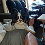 dog, papillon, pet, indoor, living_room, blanket, leg, foot, couch, chair, table, carpet, furniture, relaxing, cozy, fur, black_and_white, brown, looking_at_camera, domestic_animal