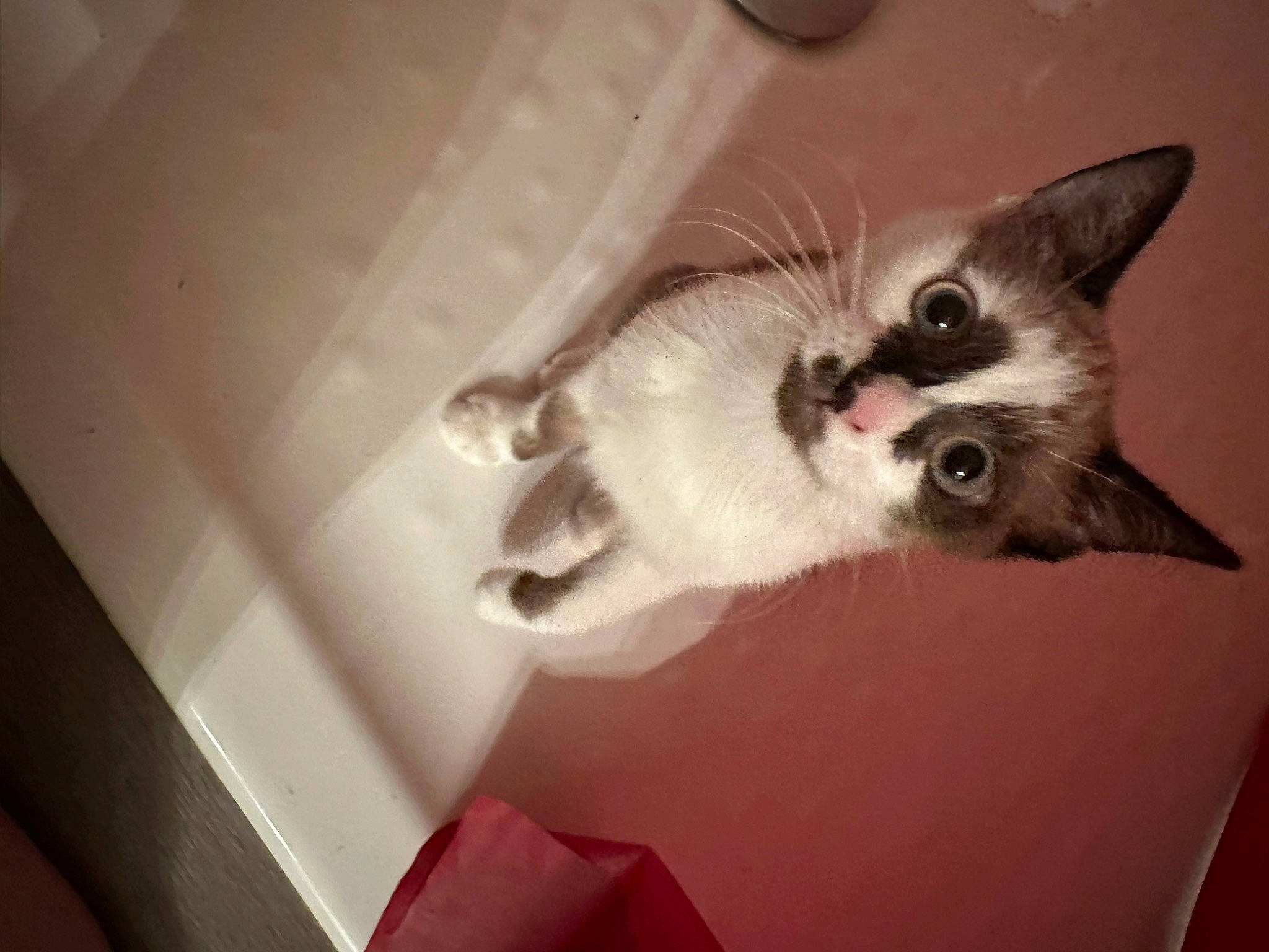 Moshi a rejoint le concours — aidez-le/la à gagner de superbes lots ! carmine, carnivore, cat, comfort, domestic_short_haired_cat, ear, eye, eyelash, fawn, felidae, fur, head, paw, plant, siamese, small_to_medium_sized_cats, snout, tail, thai, whiskers