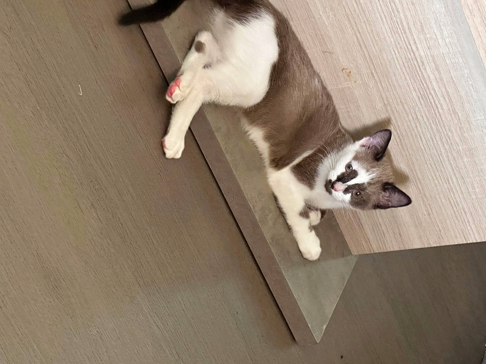 Moshi participe au concours pour gagner de l'argent avec cette photo : carnivore, cat, companion_dog, dog_breed, domestic_short_haired_cat, fawn, felidae, floor, flooring, fur, hardwood, mammal, pet_supply, small_to_medium_sized_cats, snout, sporting_group, tail, vertebrate, whiskers, wood