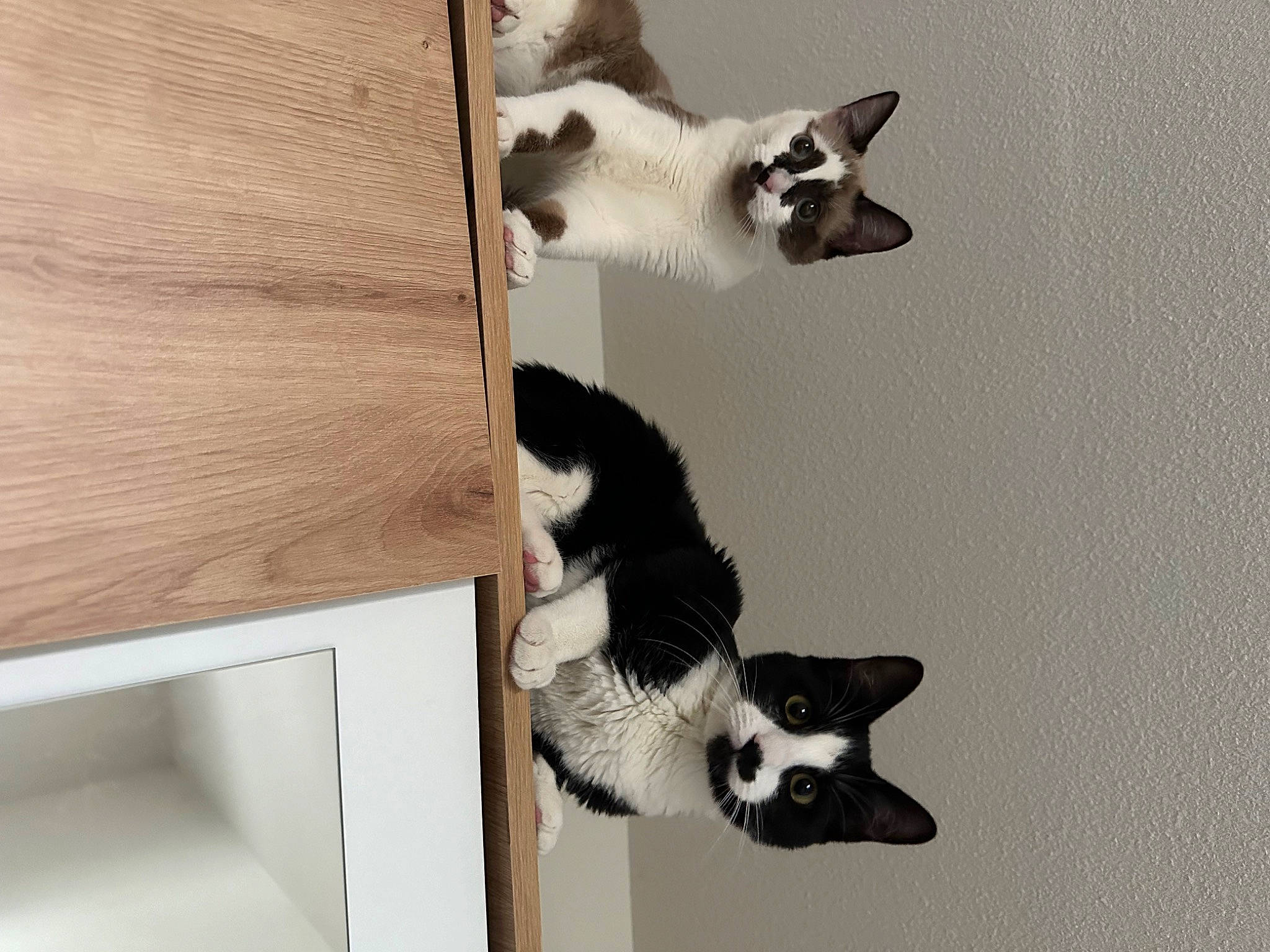 Eïko a rejoint le concours — aidez-le/la à gagner de superbes lots ! balinese, carnivore, cat, comfort, dog_breed, domestic_short_haired_cat, felidae, fur, hardwood, mammal, paw, pet_supply, shelf, siamese, small_to_medium_sized_cats, snout, tail, vertebrate, whiskers, wood